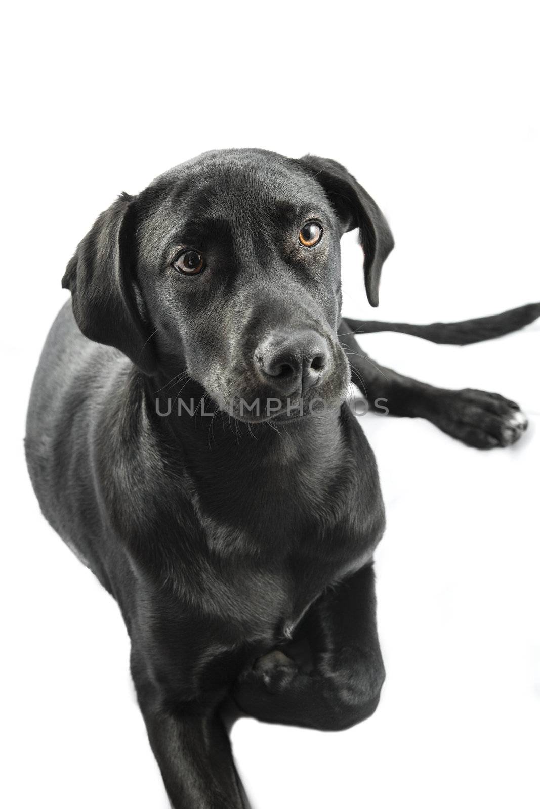 Black Labrador puppy over a white background