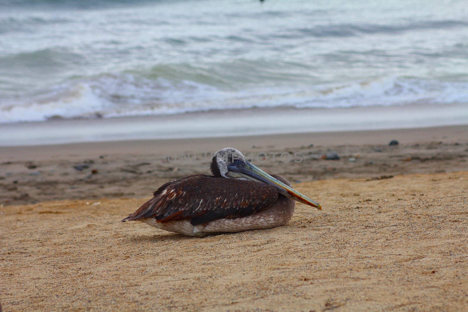 Pelican resting on the beach
 by gigidread