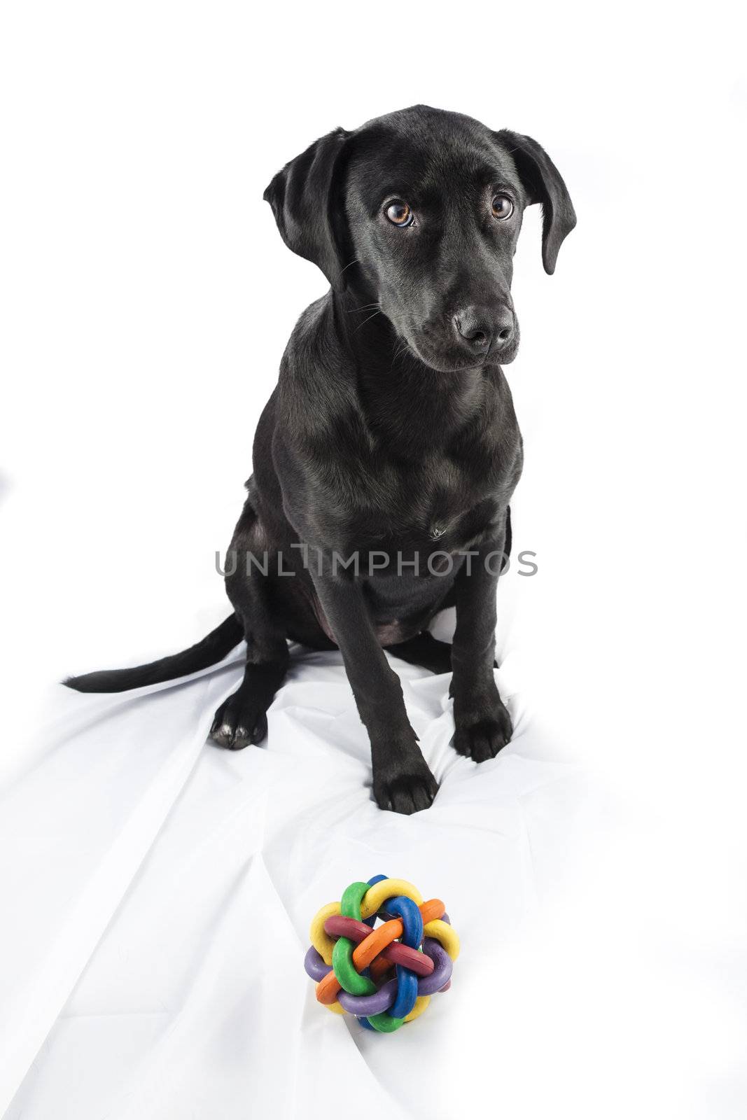 Black Labrador puppy over a white background