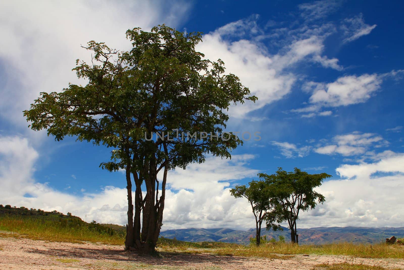 Solitary trees in dry environment
