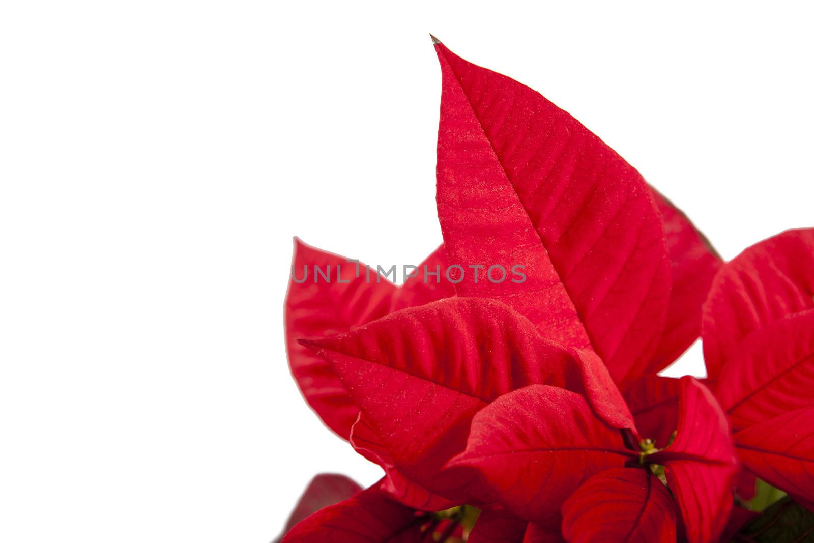 Ponsietta or Christmas Flower over white backdrop