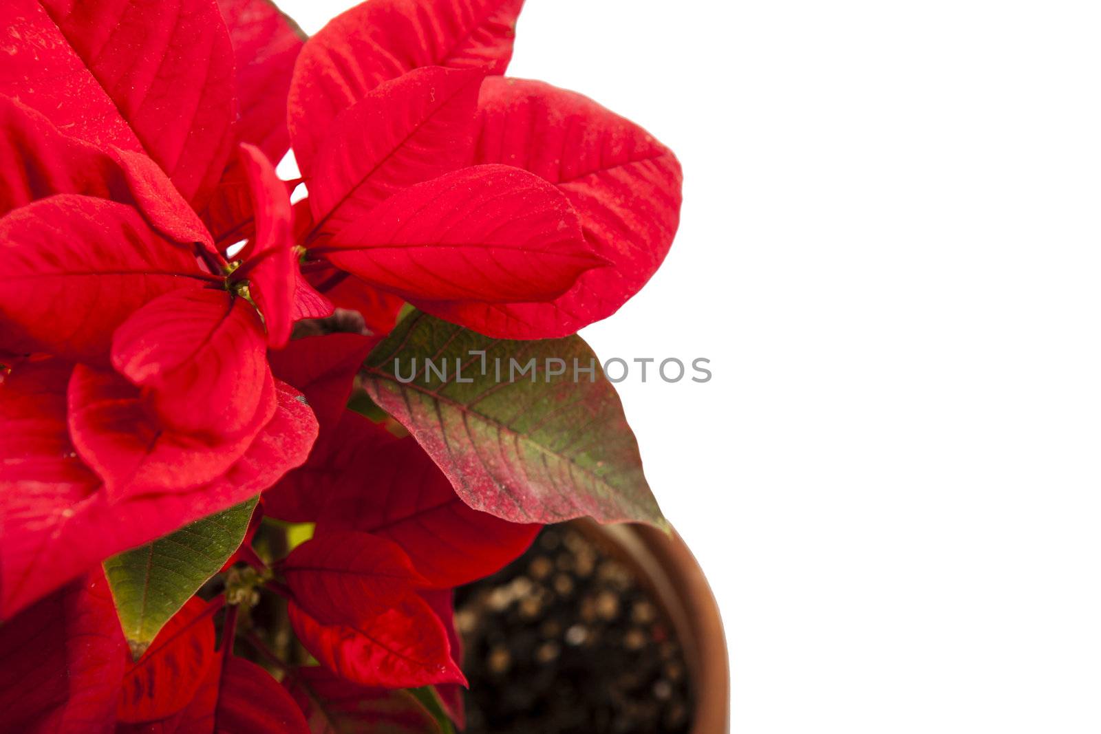 Ponsietta or Christmas Flower over white backdrop