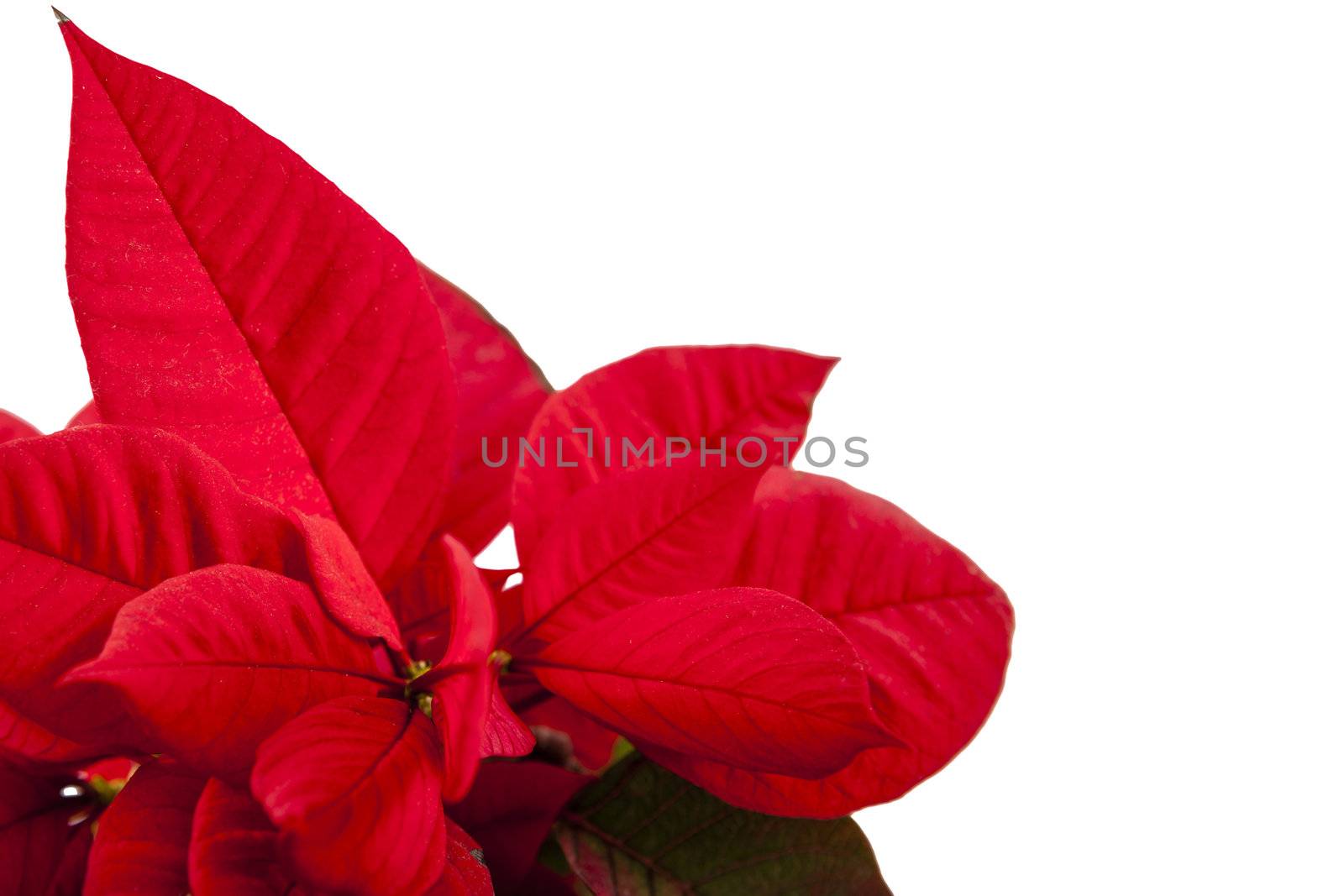 Ponsietta or Christmas Flower over white backdrop