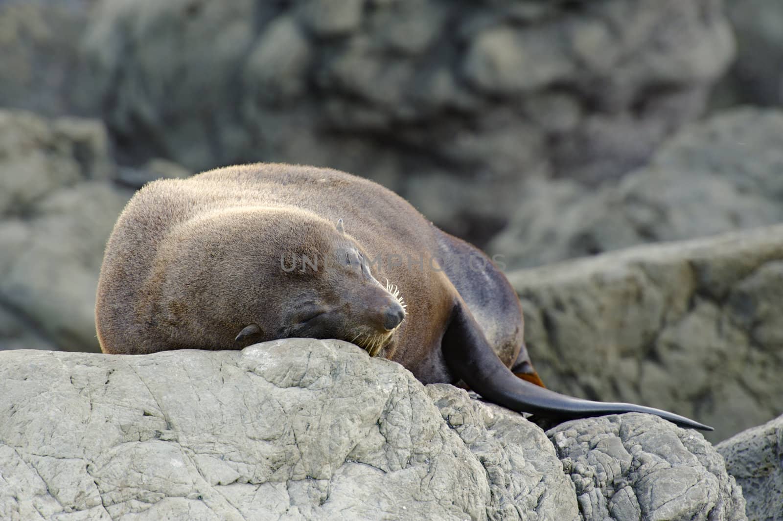 Resting fur seal at the Kaikoura Coast, South Island, New Zealand.