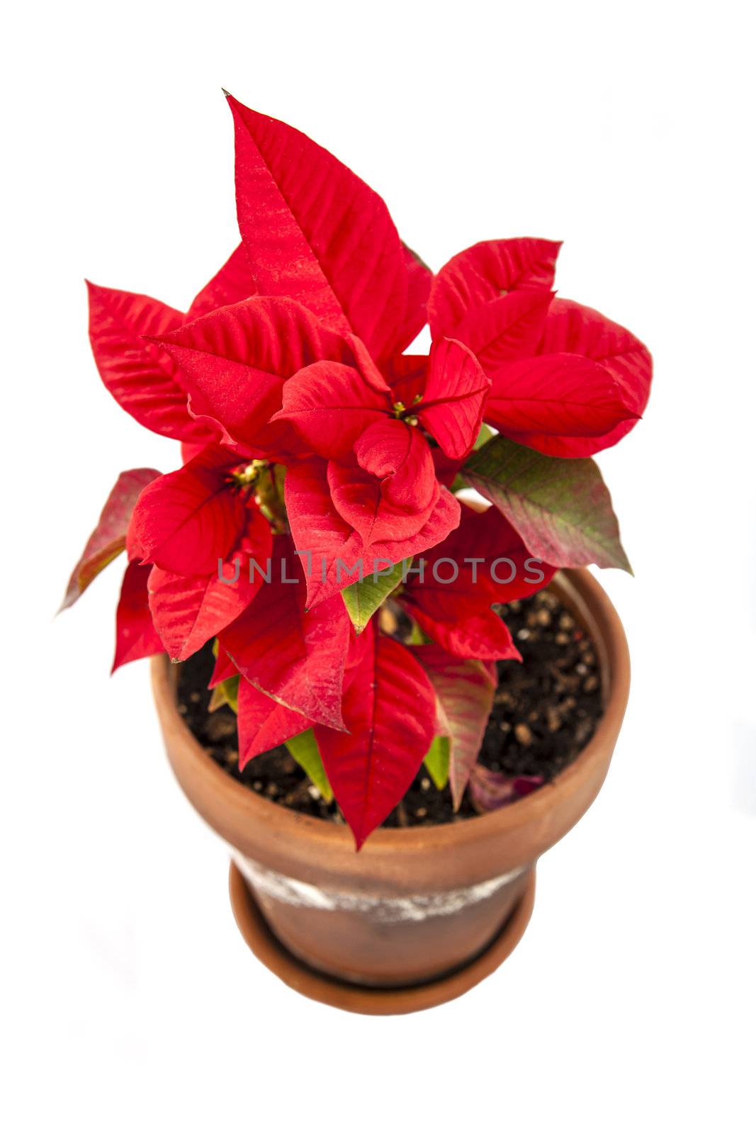 Ponsietta or Christmas Flower over white backdrop