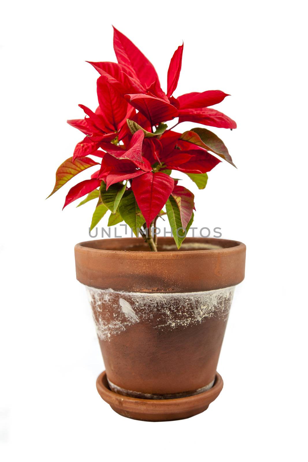 Ponsietta or Christmas Flower over white backdrop