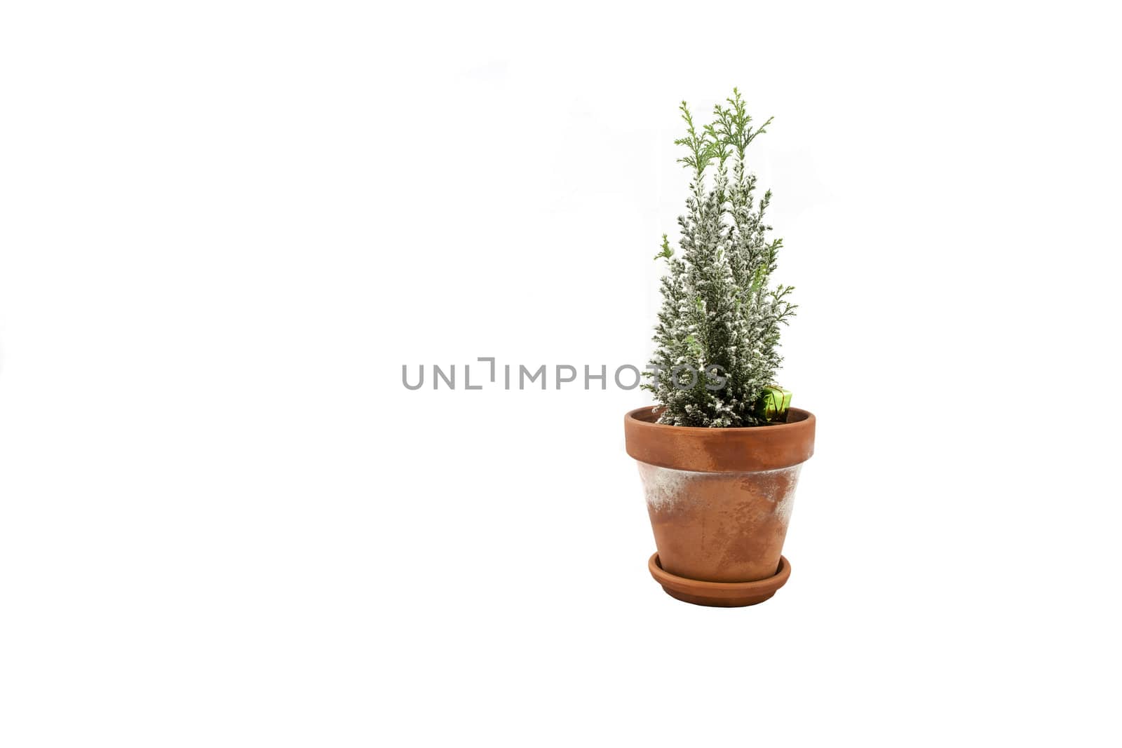 A baby Christmas Tree in a terracotta pot over a white backdrop