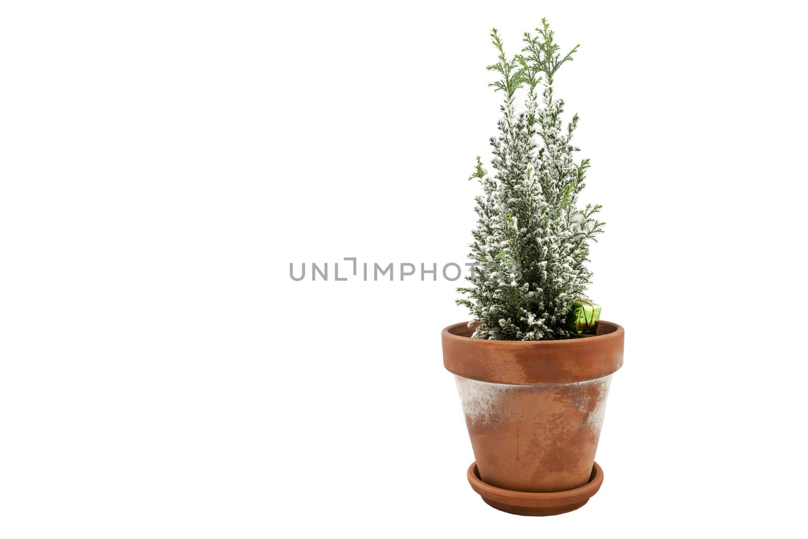 A baby Christmas Tree in a terracotta pot over a white backdrop