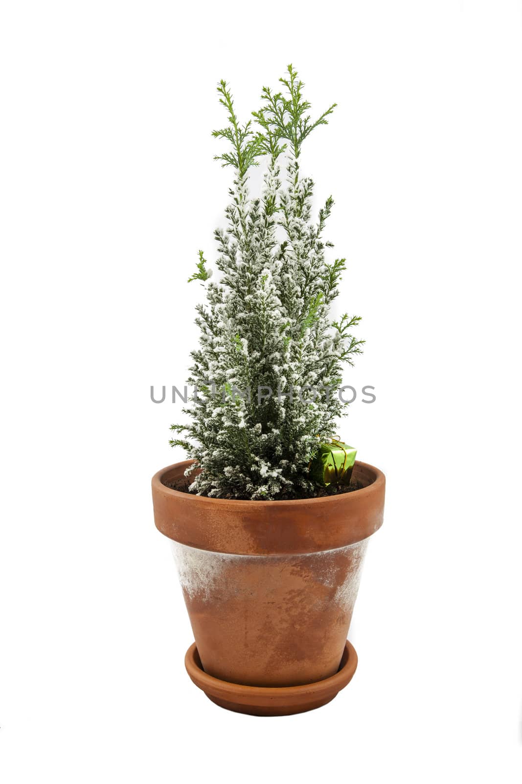 A baby Christmas Tree in a terracotta pot over a white backdrop