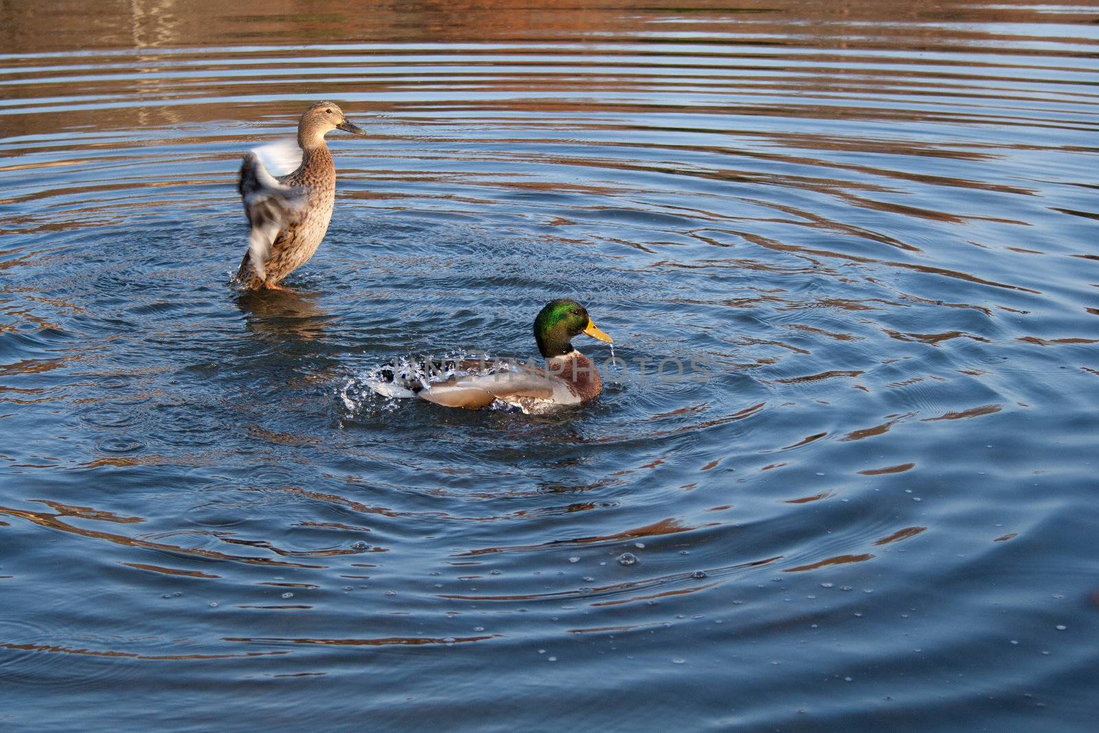 Pair of Mallard Ducks in motion