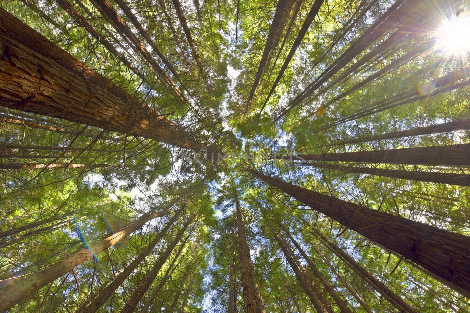 View on the canopy of the Redwoods in Whakarewarewa Forest, New Zealand.
