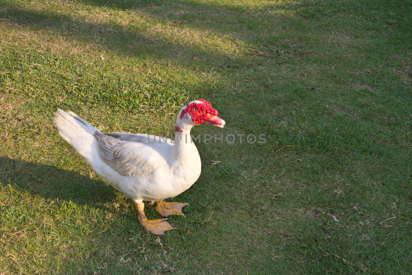 Muscovy duck1 by redthirteen