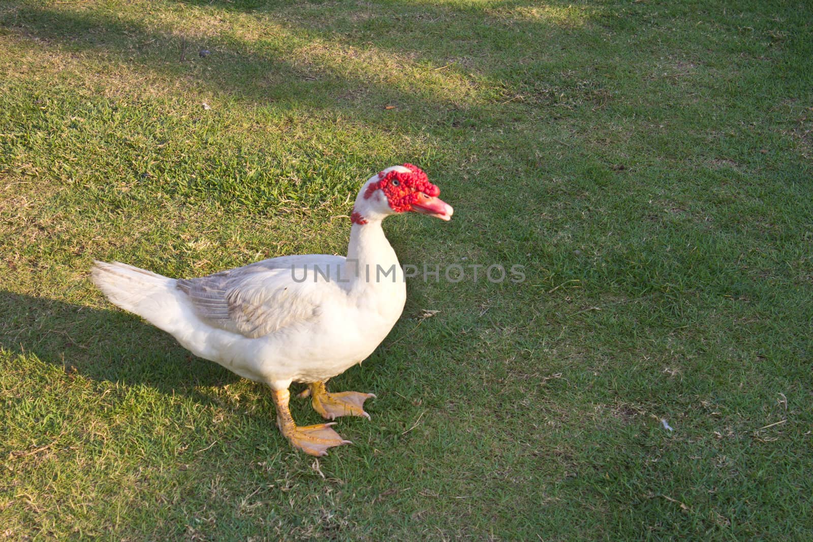 Muscovy duck in the farm