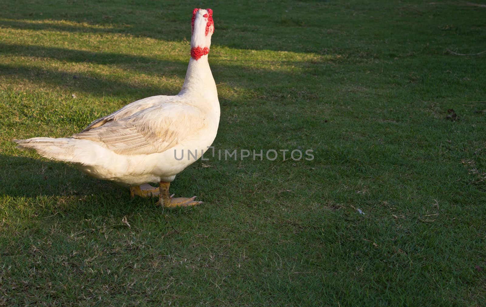 Muscovy duck in the farm