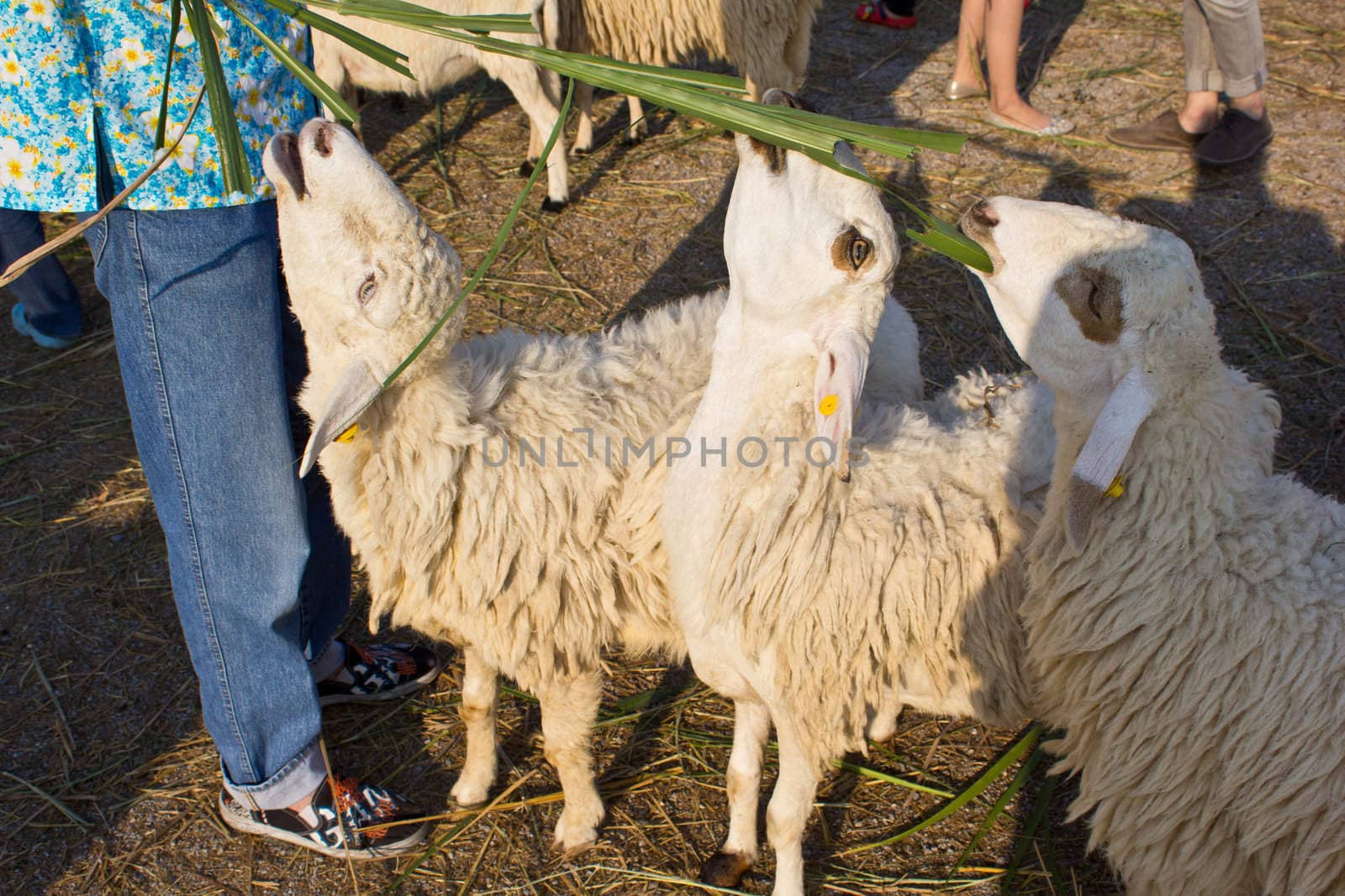 sheep eat grass in the swiss sheep farm