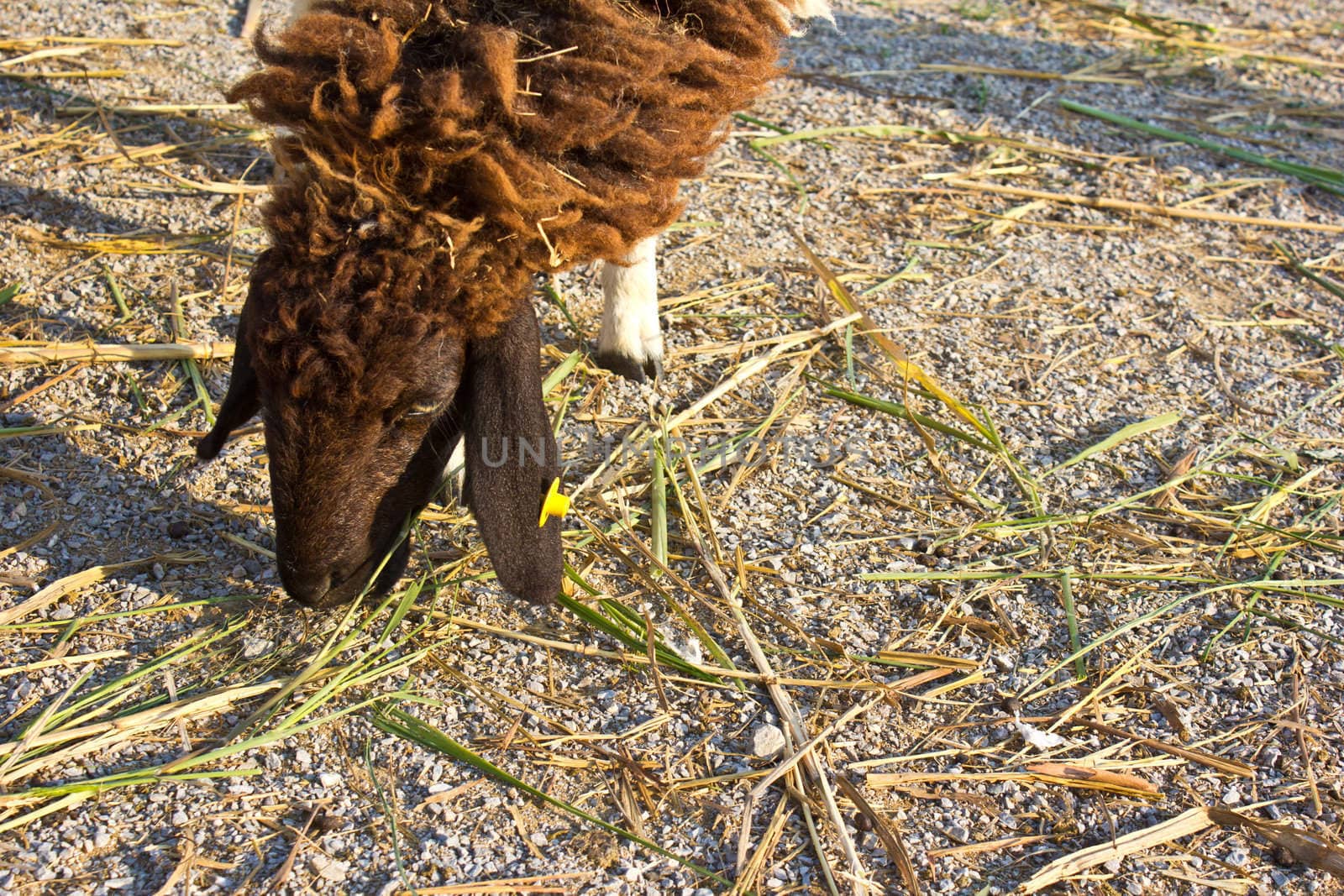 sheep eat grass in the swiss sheep farm