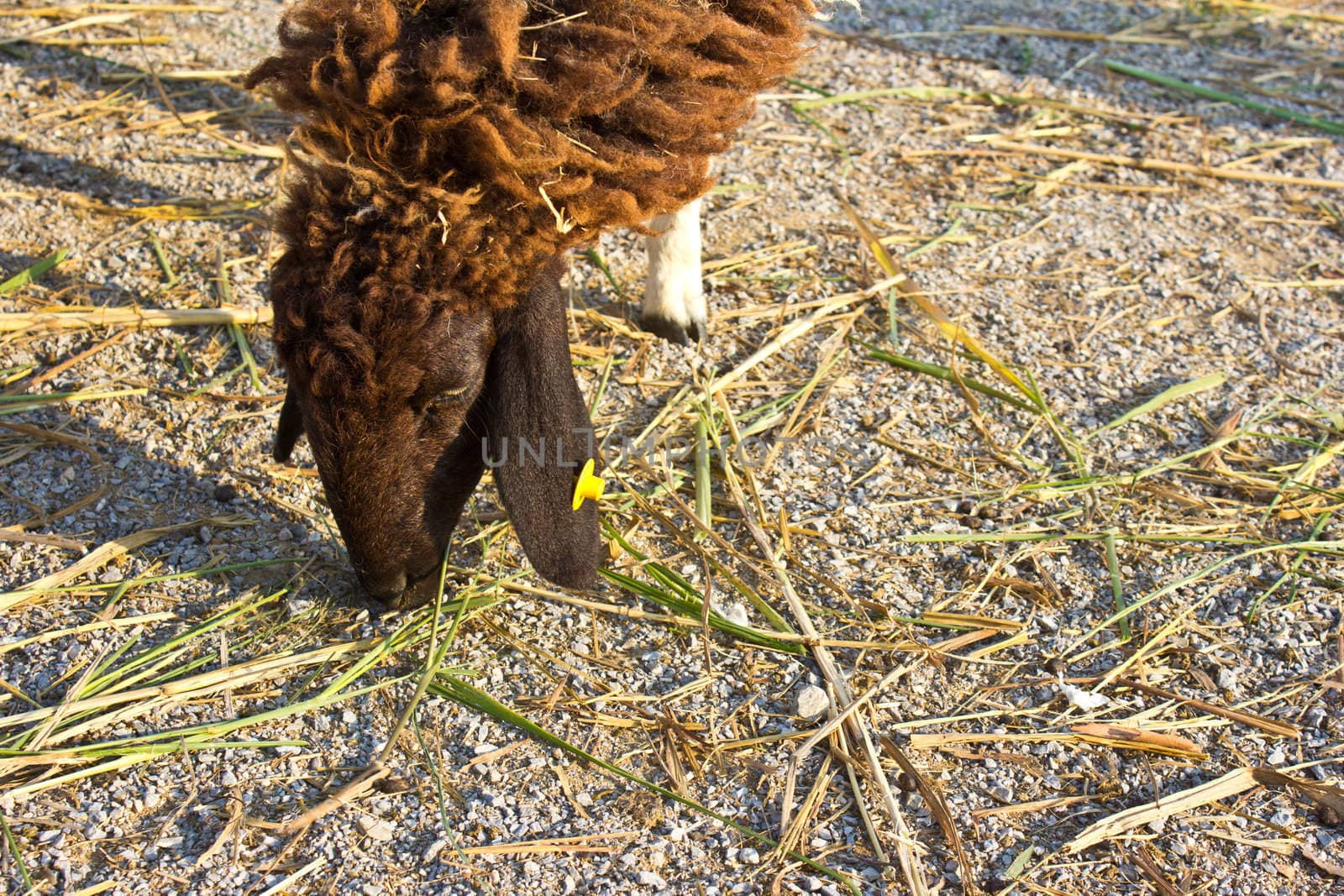 sheep eat grass in the swiss sheep farm