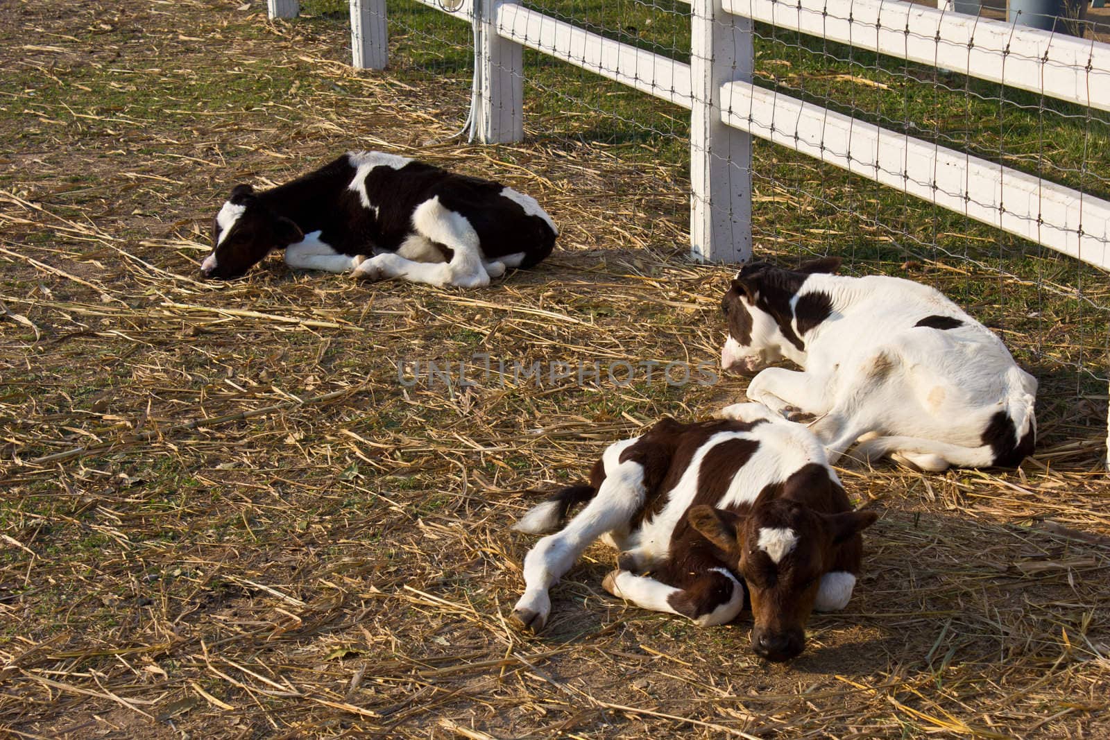 young cow in the swiss sheep farm Thailand