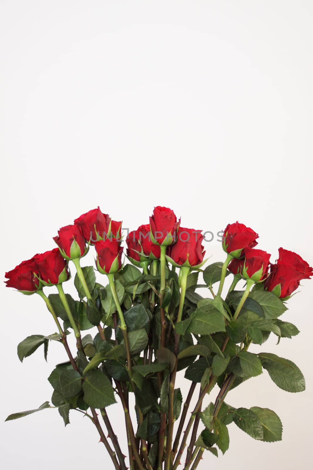 bouquet of red roses in a vase on white background by jp_chretien