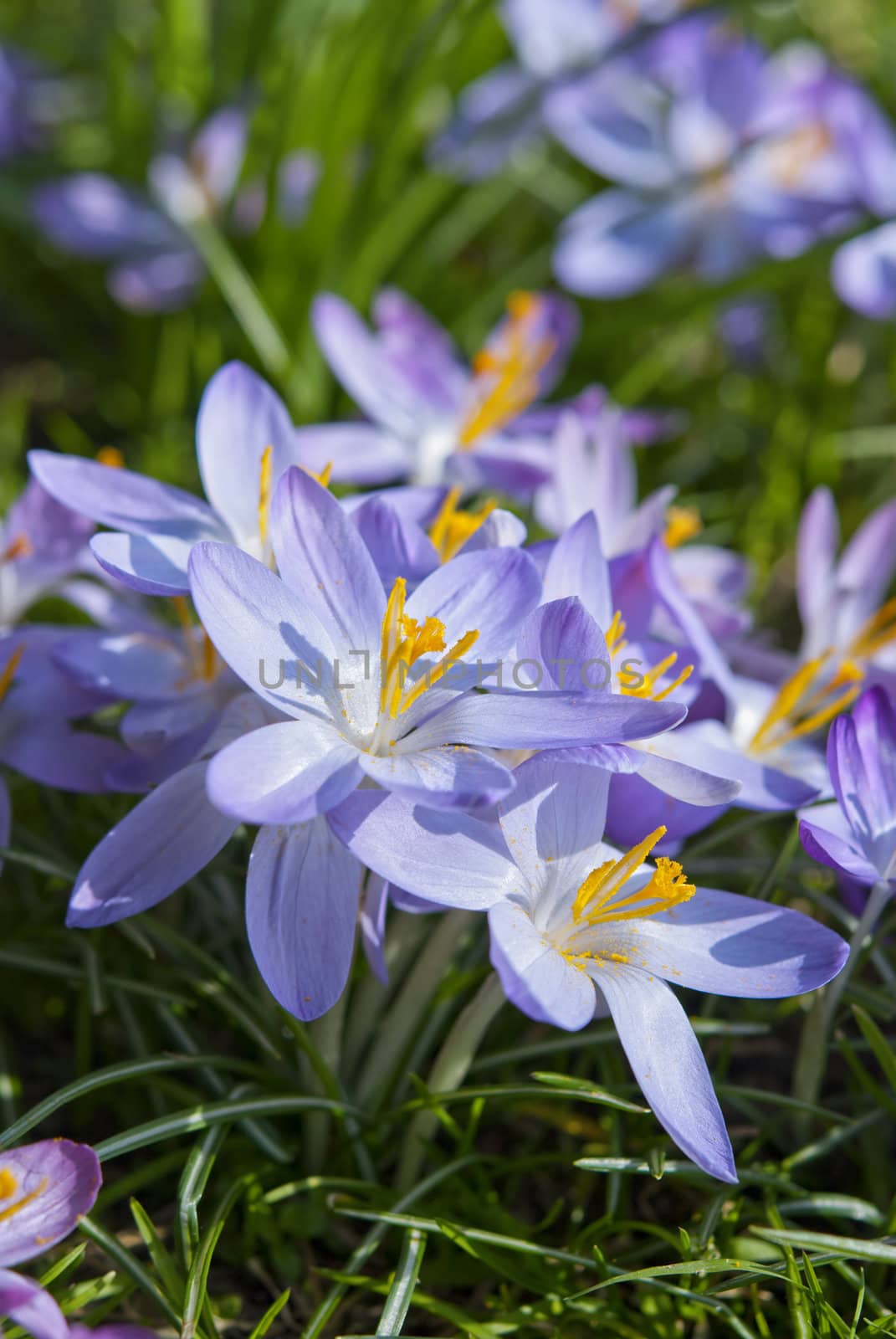 Blooming purple crocus flower on green garden background