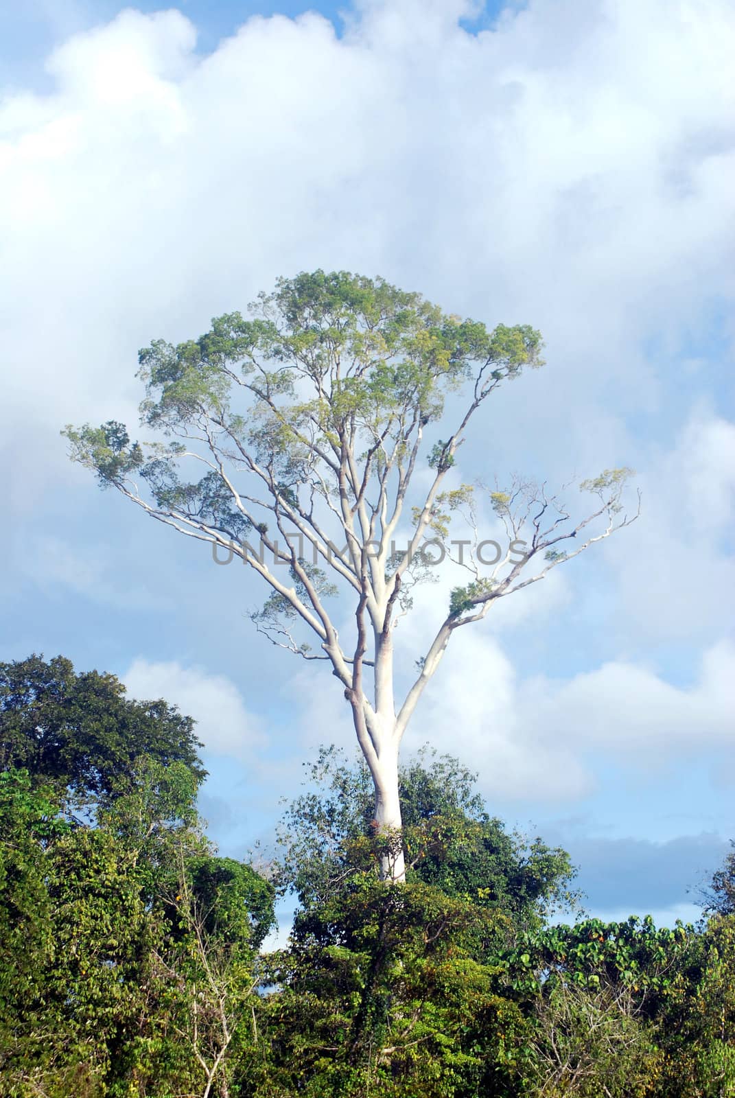 a white big tree in the middle of tropical forest