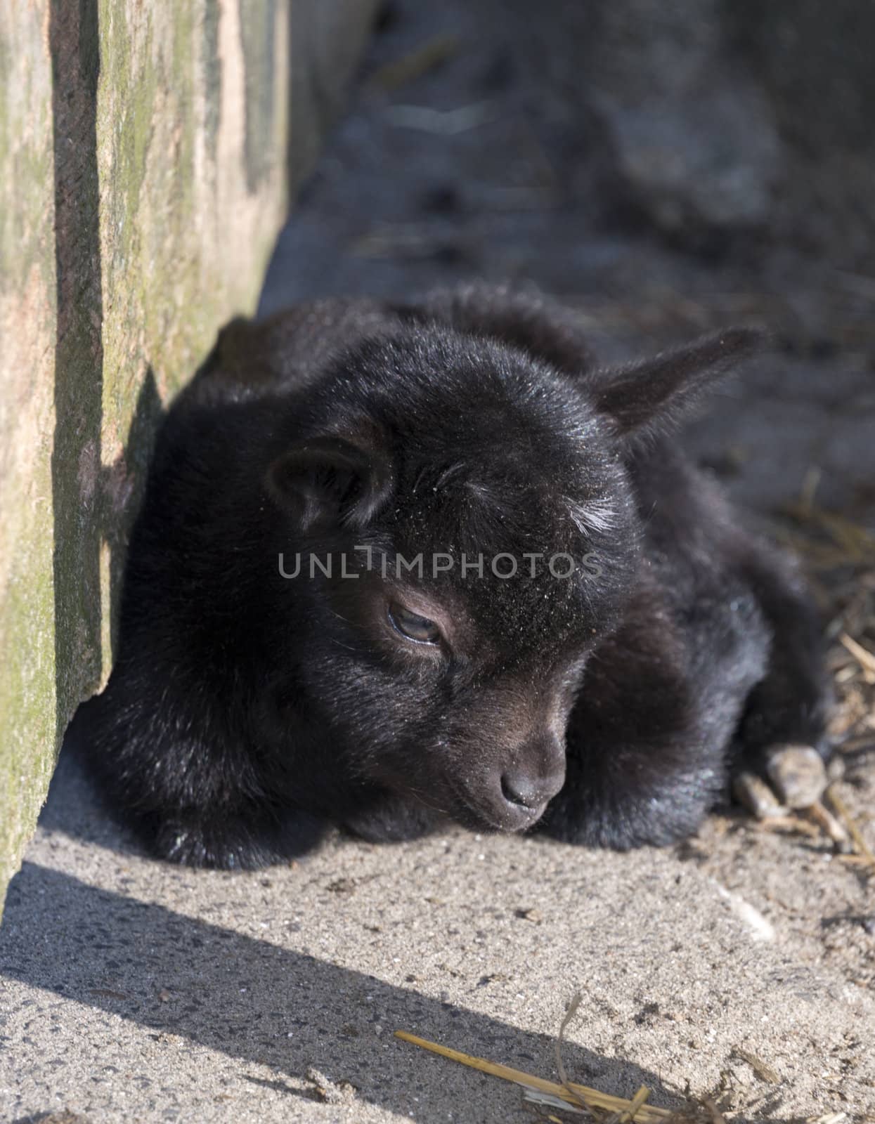 very small and young goat from few days old