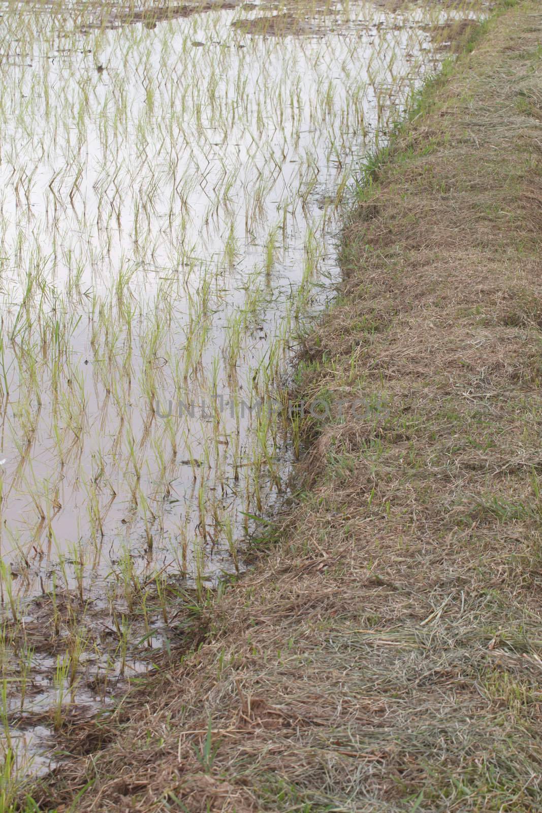 young rice plant in rice field at Thailand