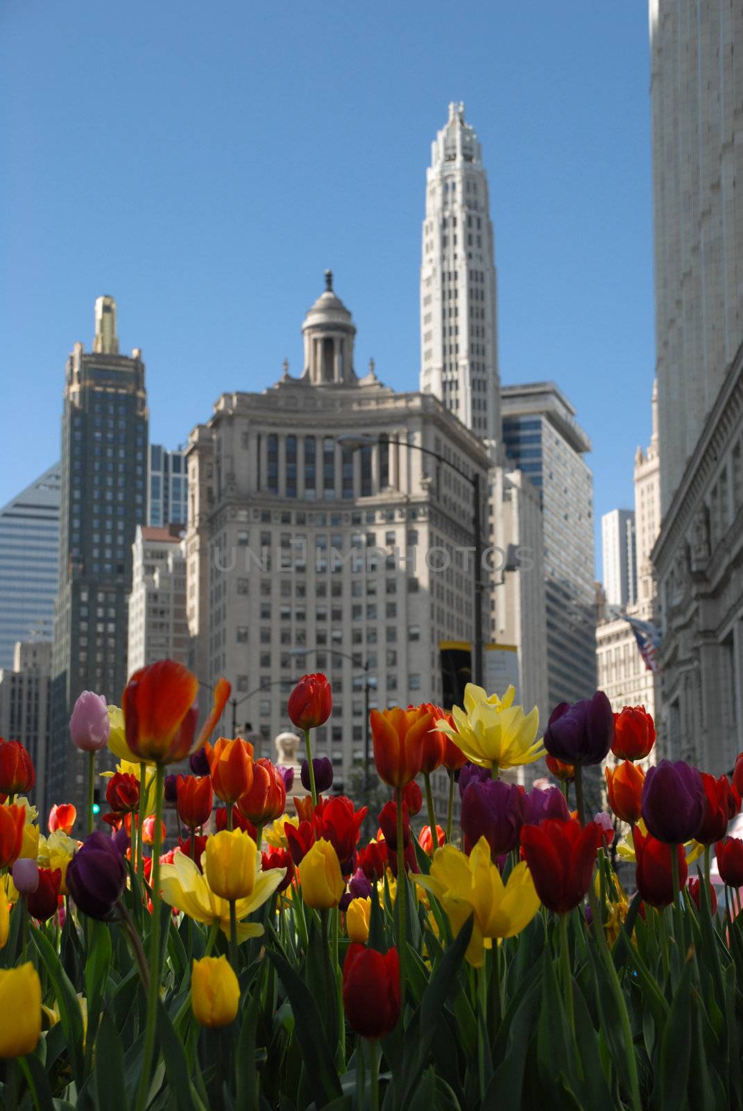 Beautiuful Chicago with tulips in spring by inarts