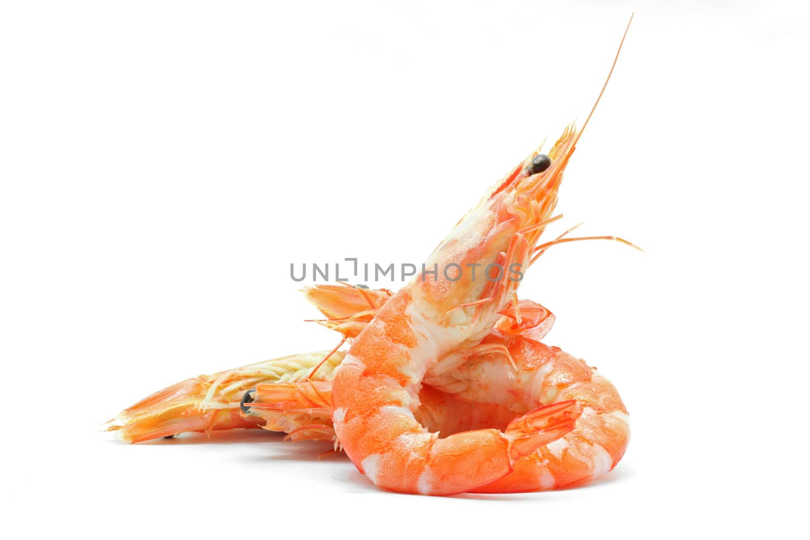 shrimp by vichie81