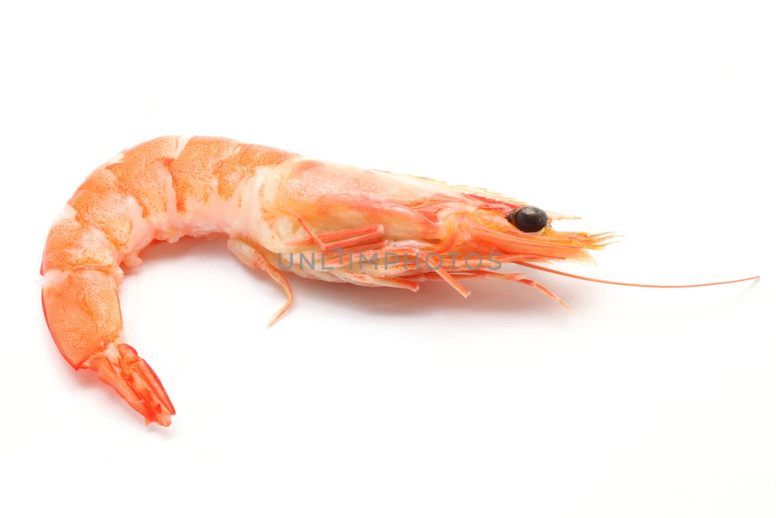 boiled Shrimp on white background
