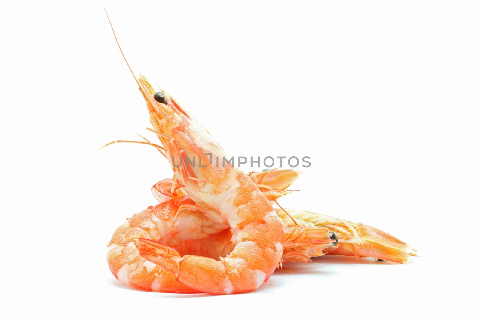 boiled Shrimp on white background