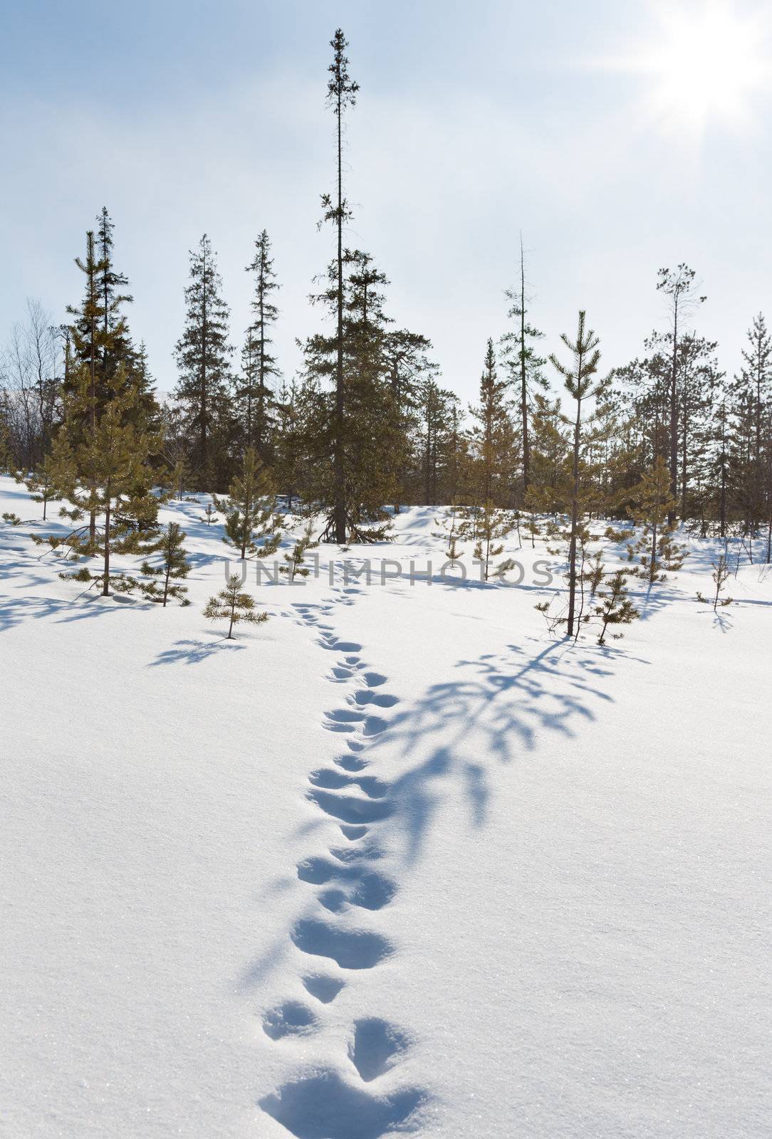Footprints in the snow in winter forest on the bright spring sun