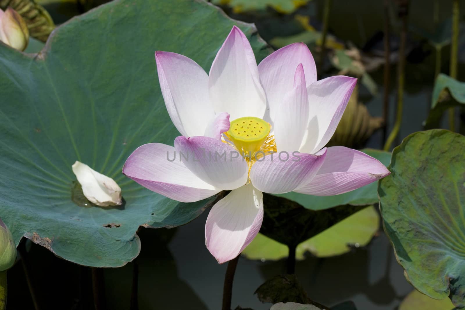 Typical lotus flower,Thailand