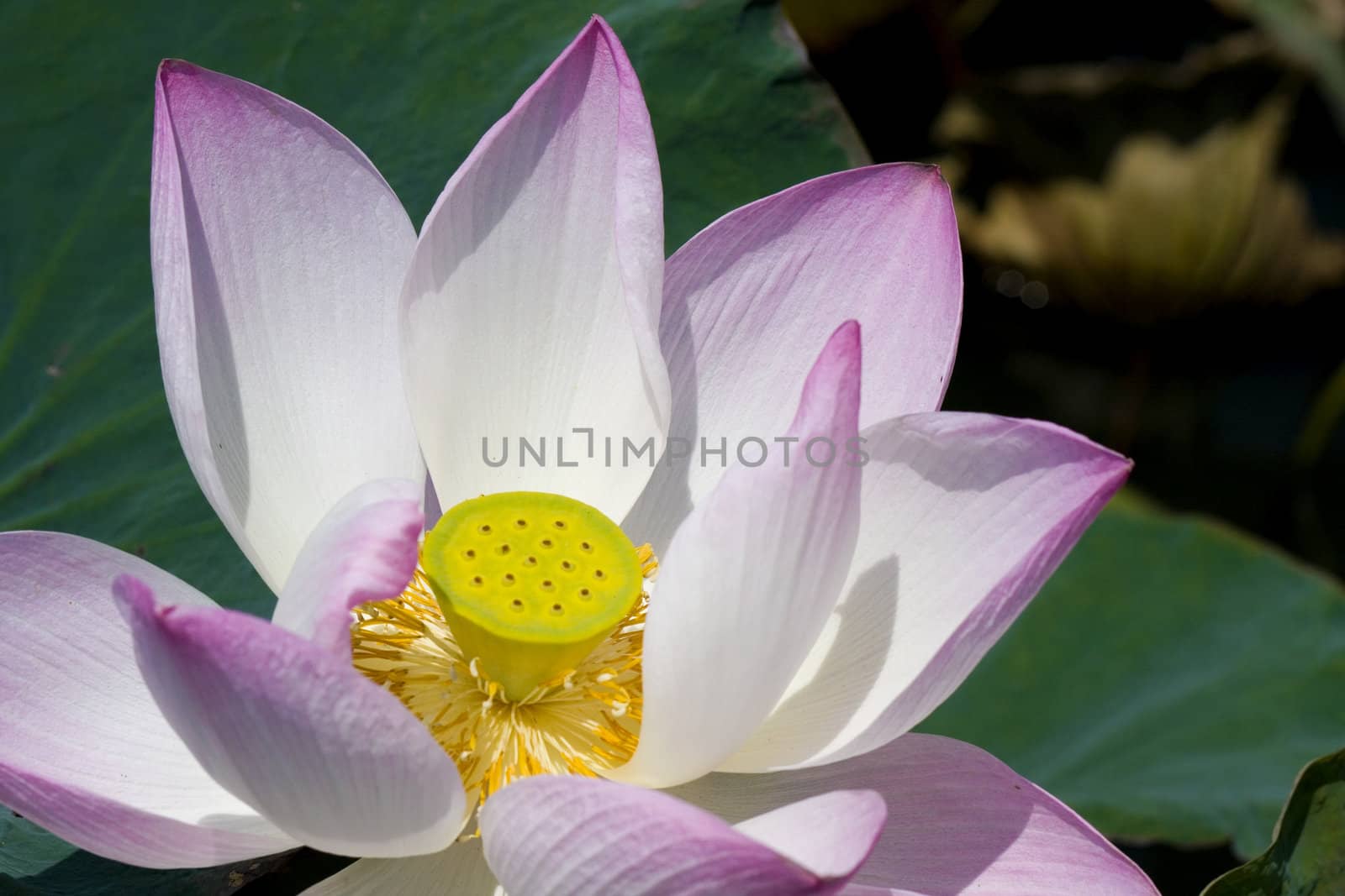 Lotus on the lake by posterize