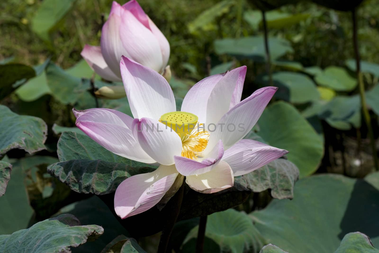 Pink lotus flower by posterize