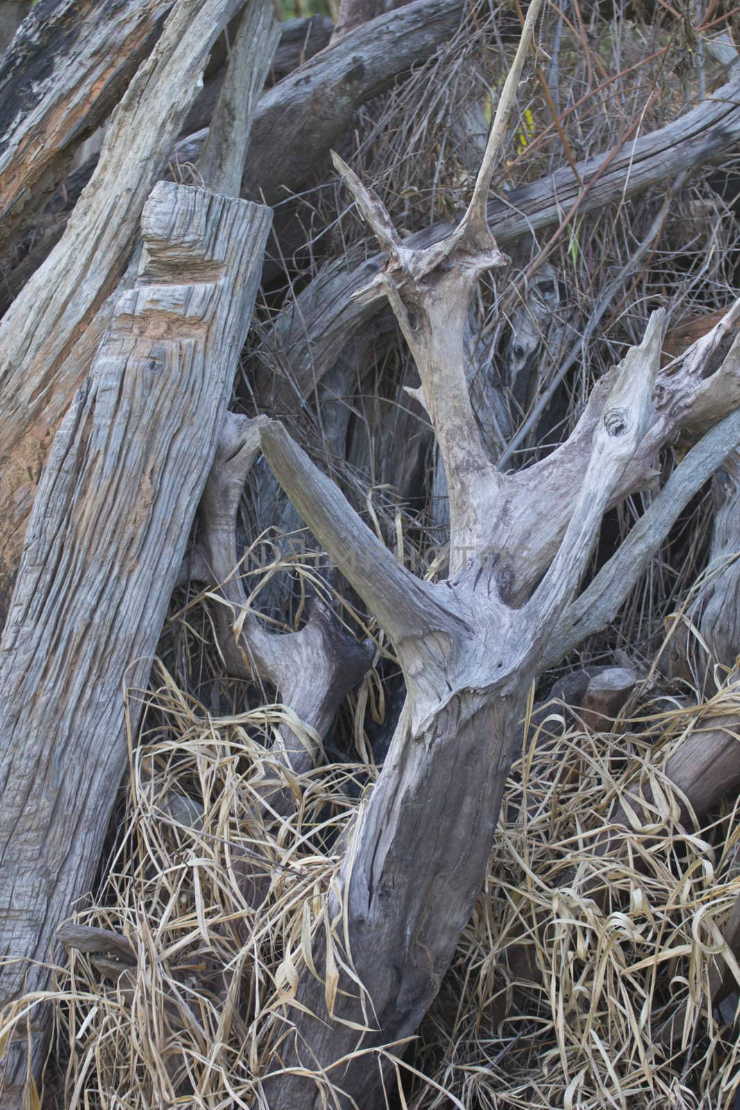 Pile of firewood against old wooden fence