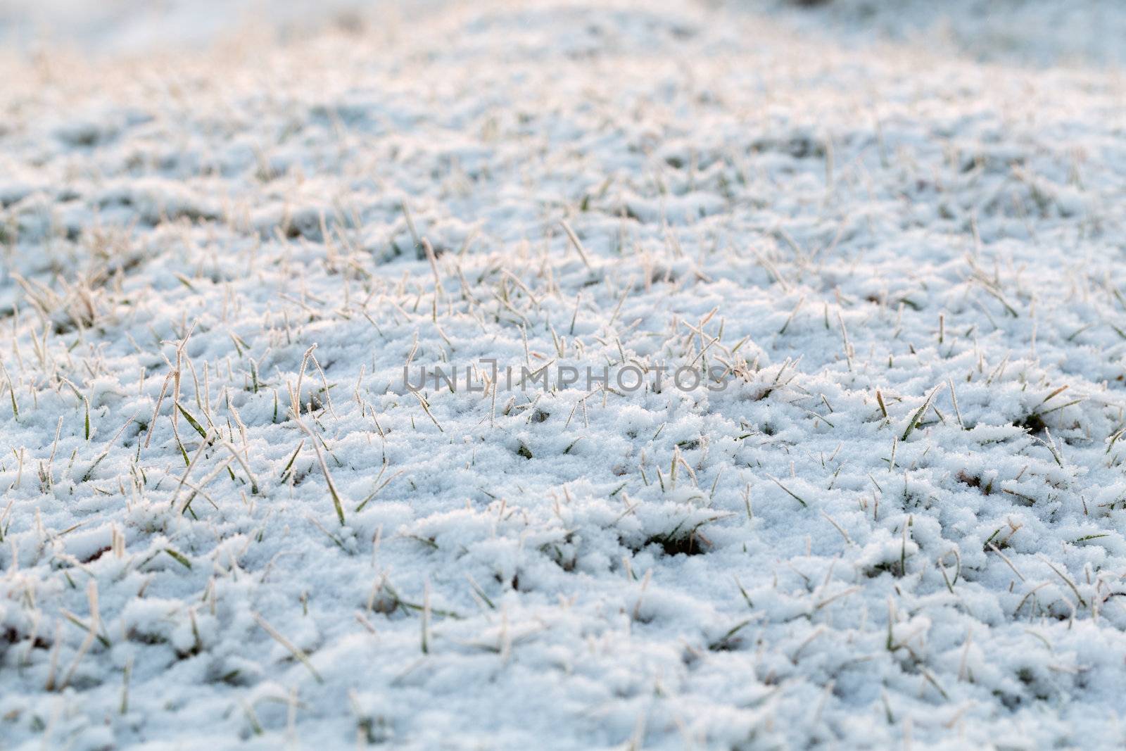 Grass is frozen, extreme depth of field is used and lots of attractive lens flare is present