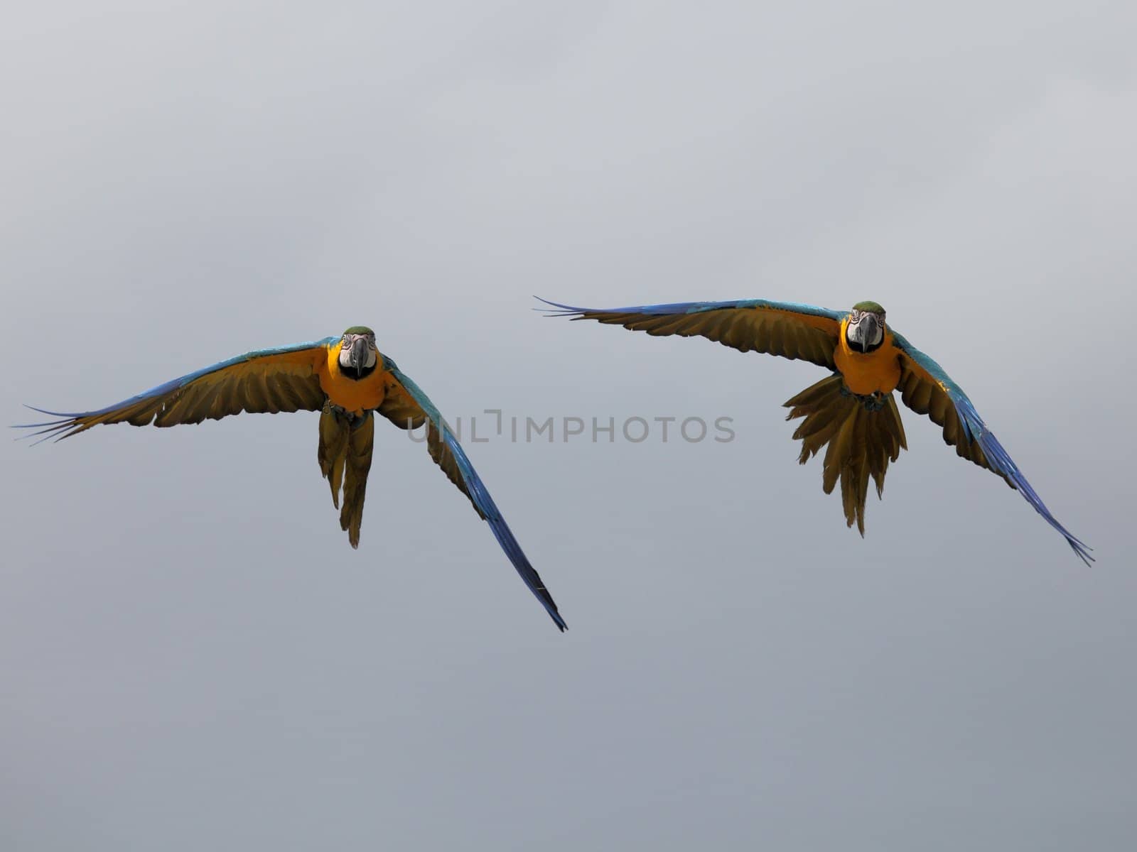 picture of two fantastic parrots flying in the sky