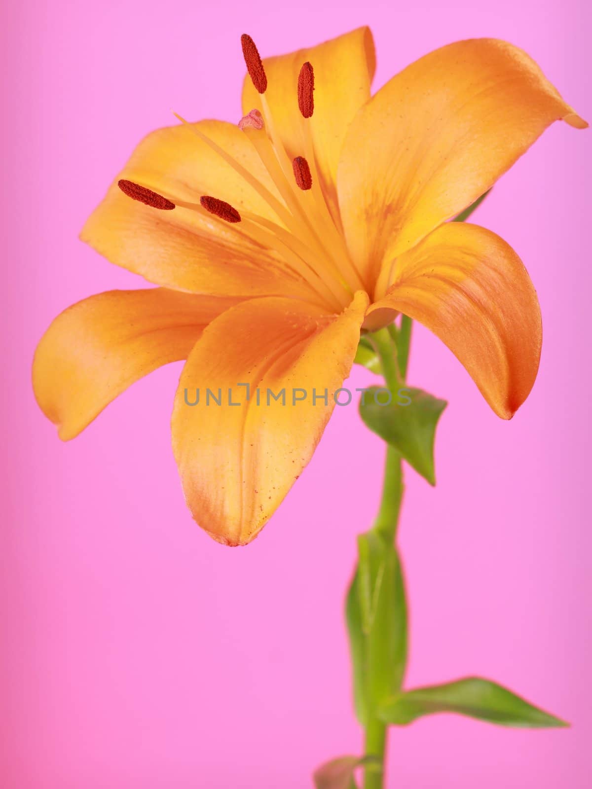 picture of an orangle flower on a pink background