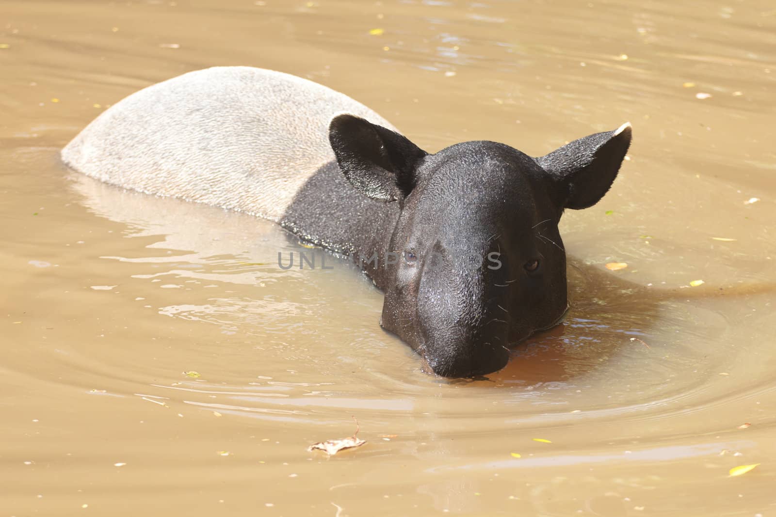 Malayan tapir swimming animals are as comfortable mood.
