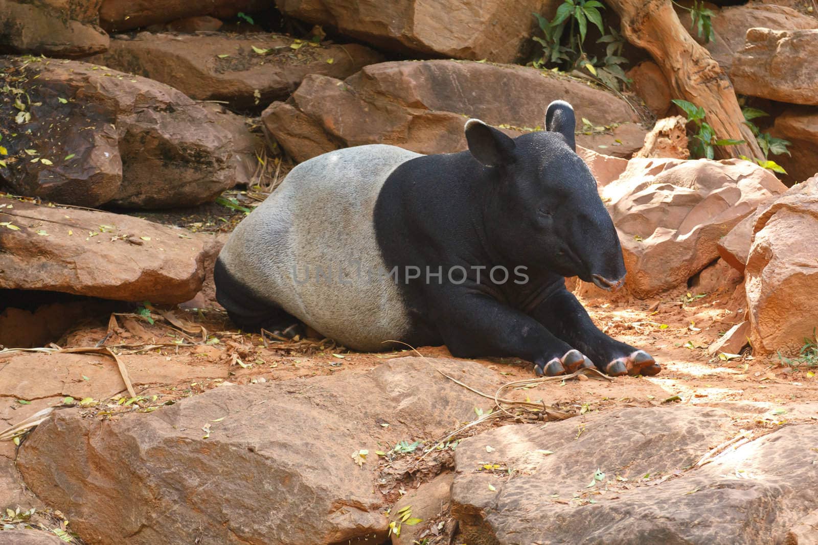 Malayan tapir animal emotions are resting comfortably.