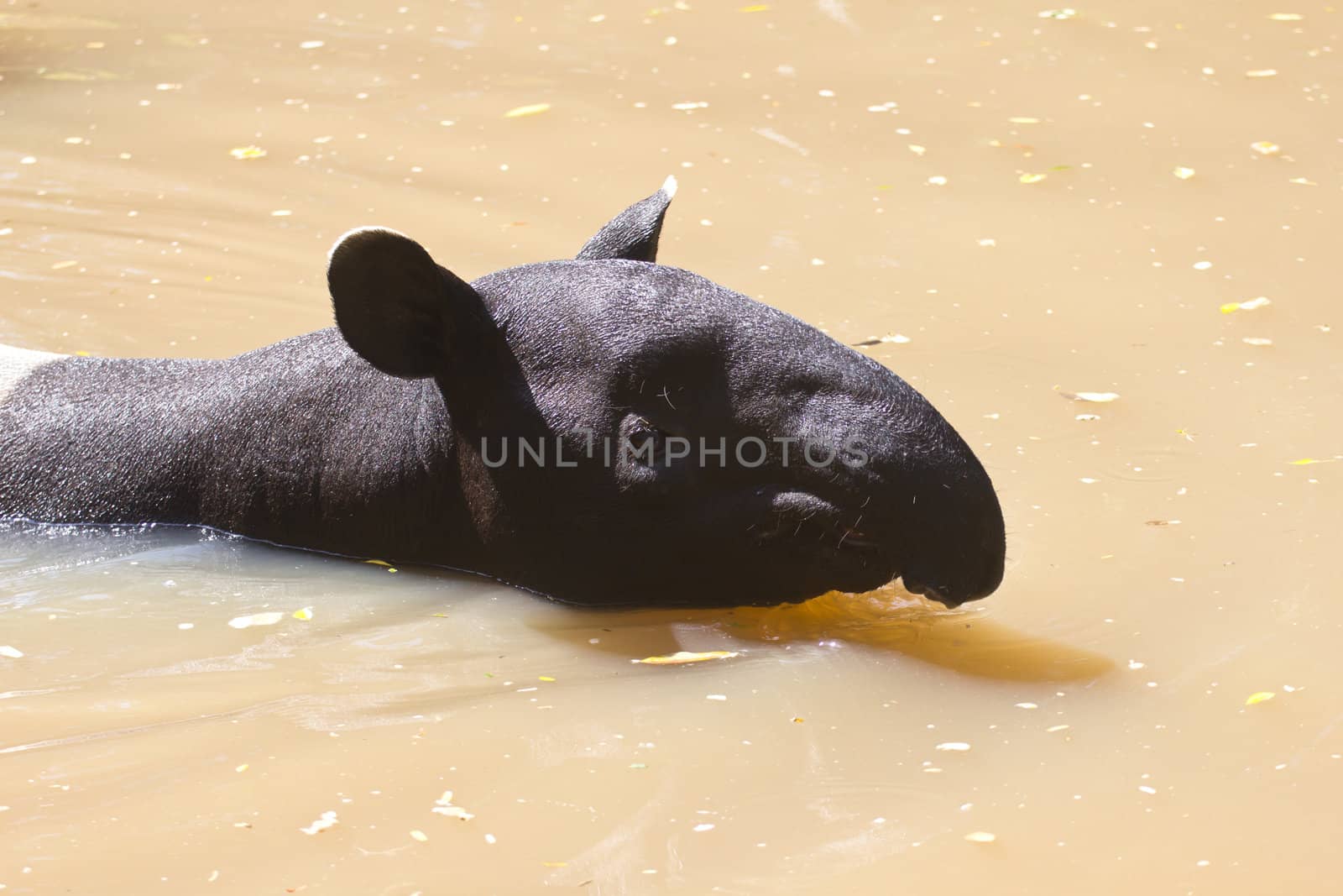 Malayan tapir swimming animals are as comfortable mood.