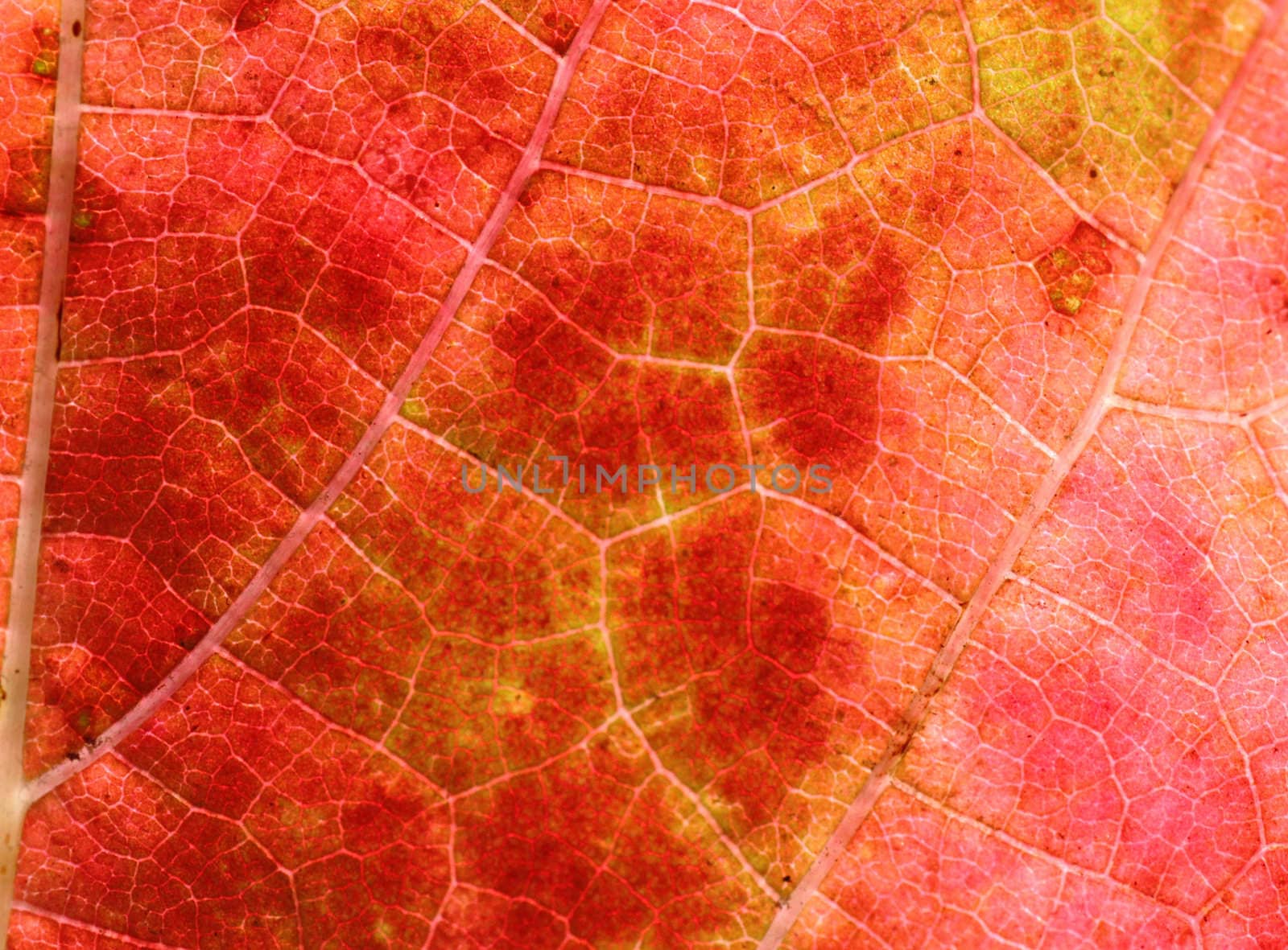 close up of red grape leaf by romantiche