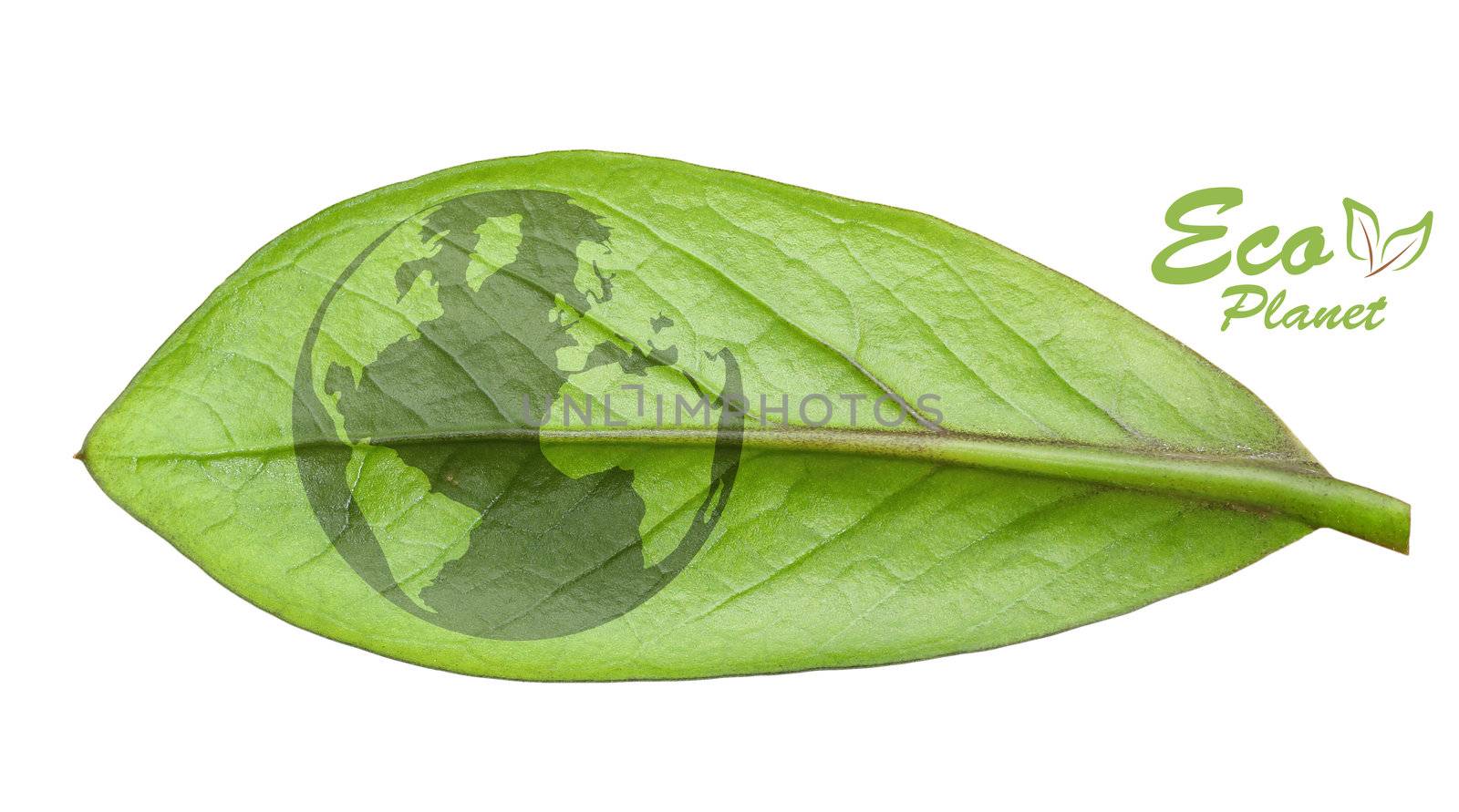 Green earth concept, cut the leaves of plants, isolated over white
