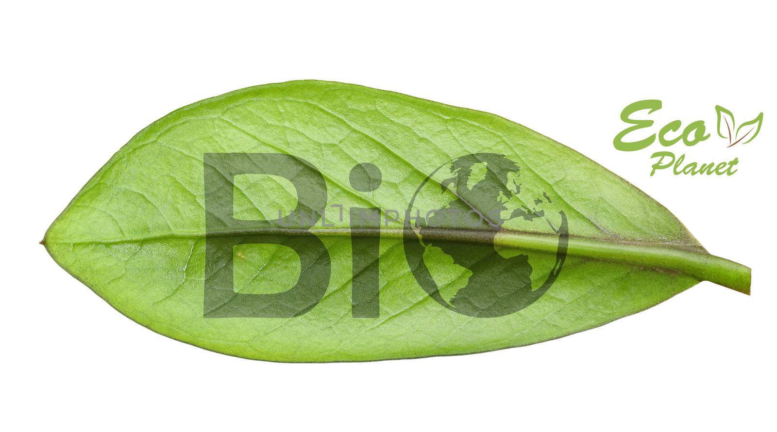 Green earth concept, cut the leaves of plants, isolated over white
