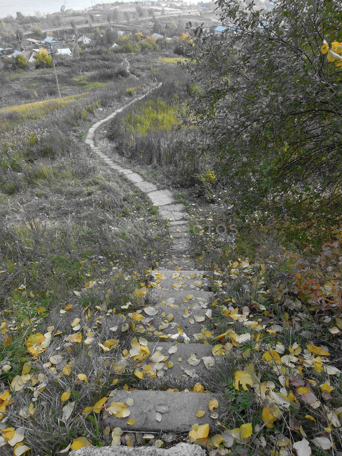 Autumn path with yellow petals