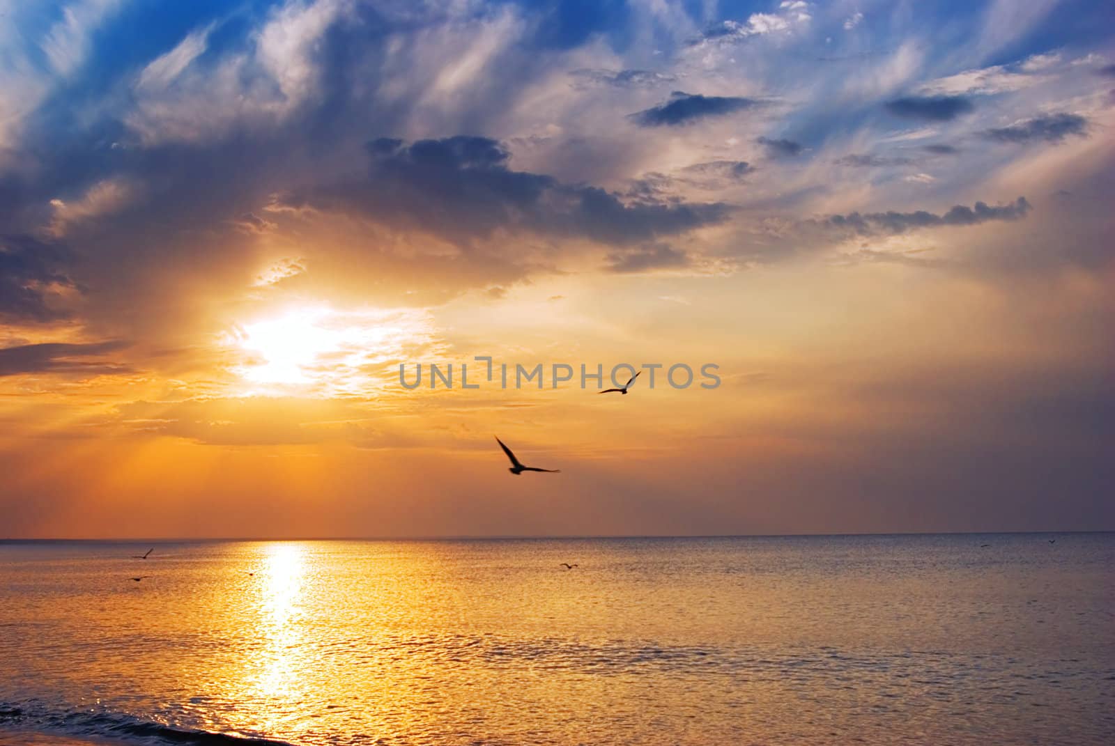 Early morning sunrise over the sea and a birds