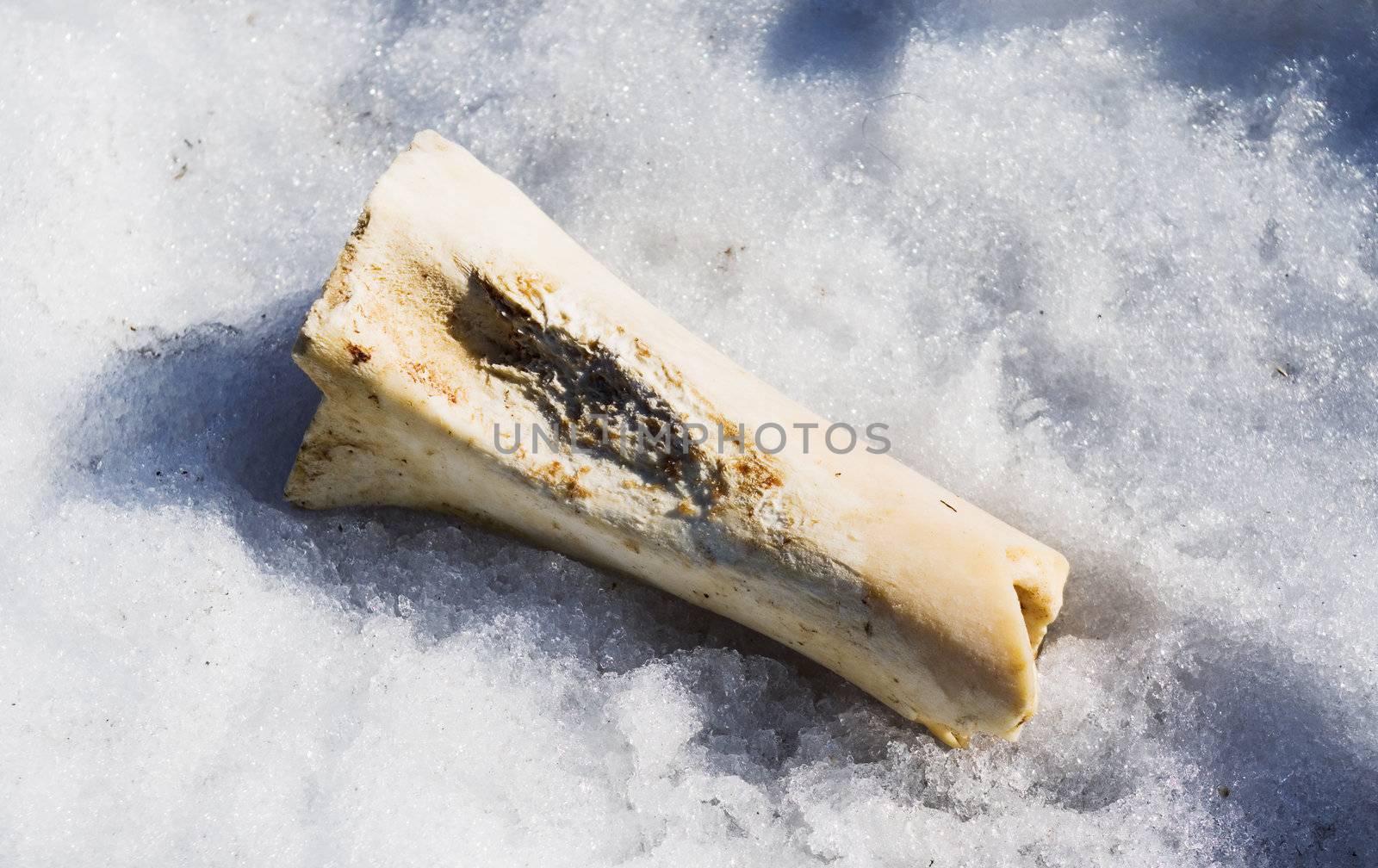 picked a piece of bone on a snow