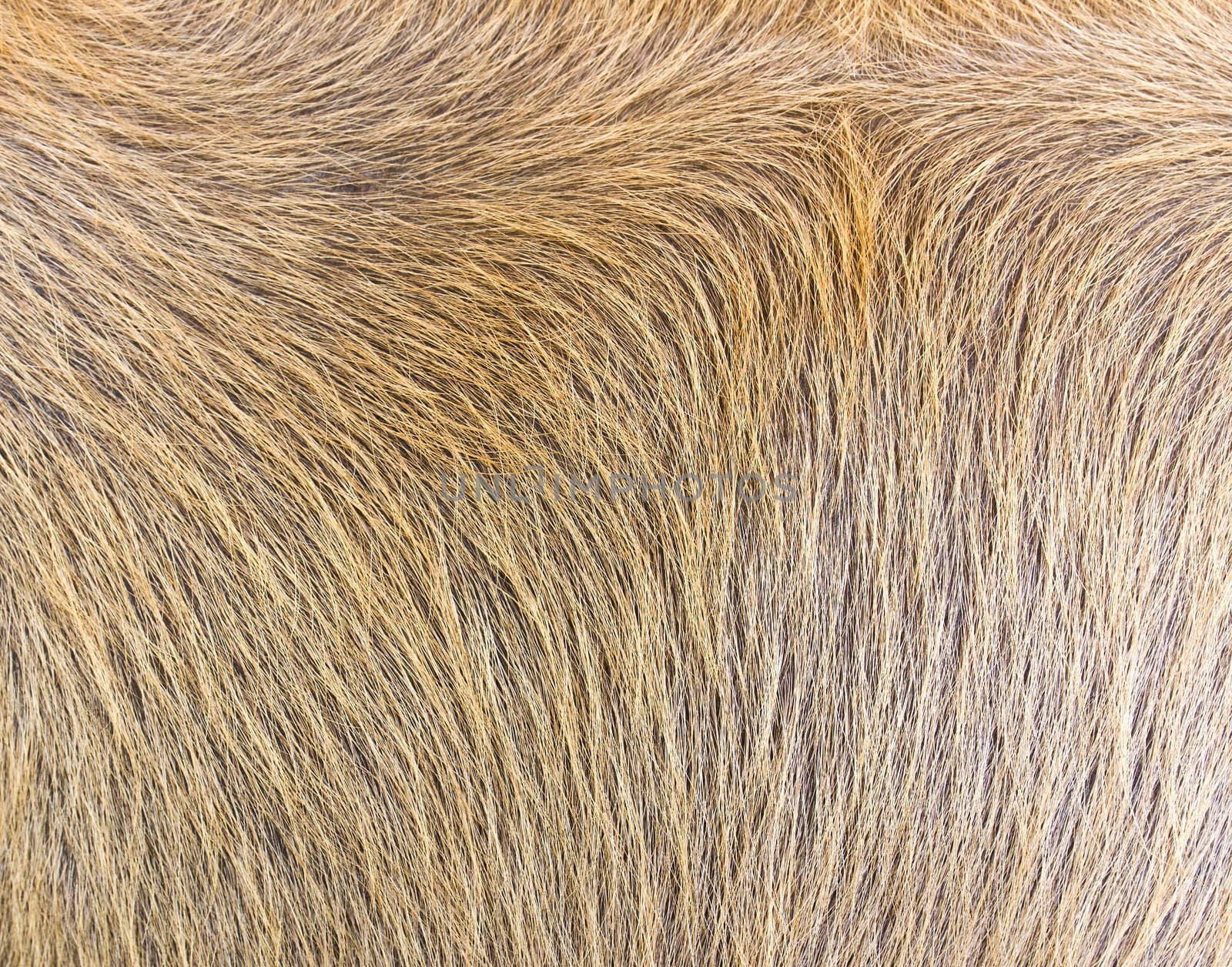 close-up of  cow-hide texture