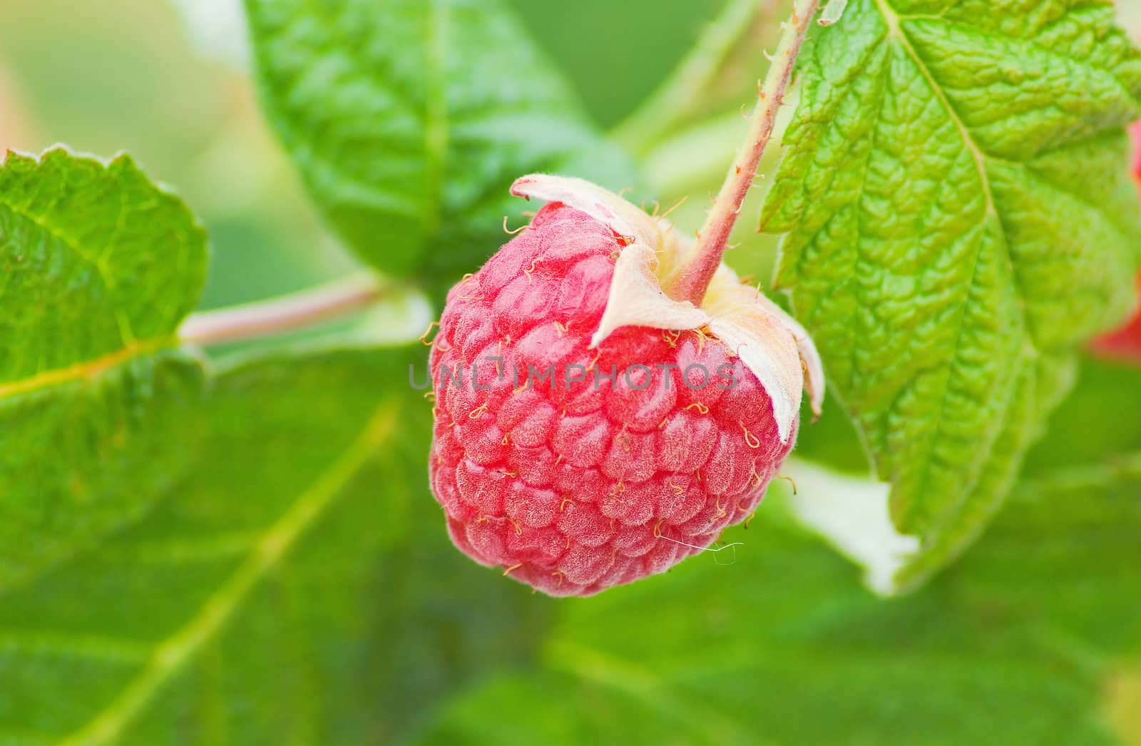 Ripe raspberries on green leaves' background 